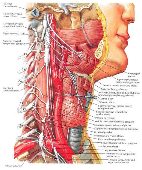 Throat And Neck Anatomy - koibana.info | Tubuh manusia, Anatomi tubuh ...