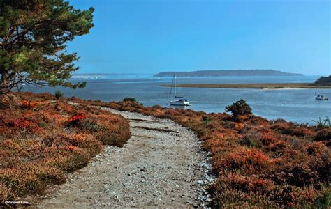 Graham Rains's Pictures of Arne RSPB Reserve