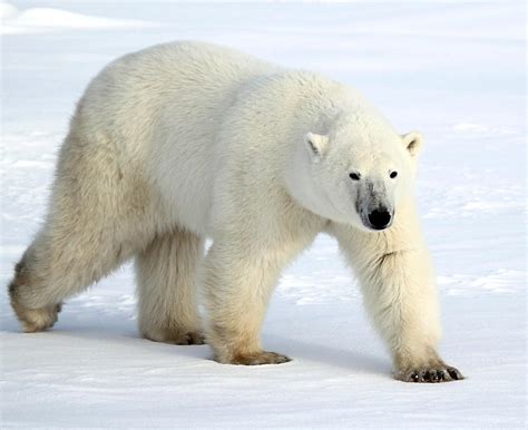 Large Male Polar Bear on the Tundra Photograph by Carole-Anne Fooks