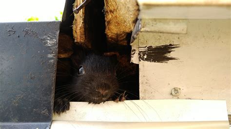 3 Signs of a Squirrel Infestation