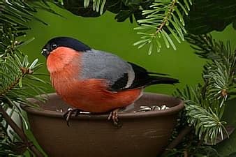 bullfinch, birds, winter, males, sitting, nature, red, garden | Pikist