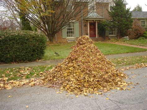 Leaf piles