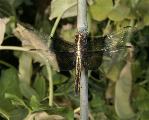 Libellula luctuosa - The Widow Skimmer