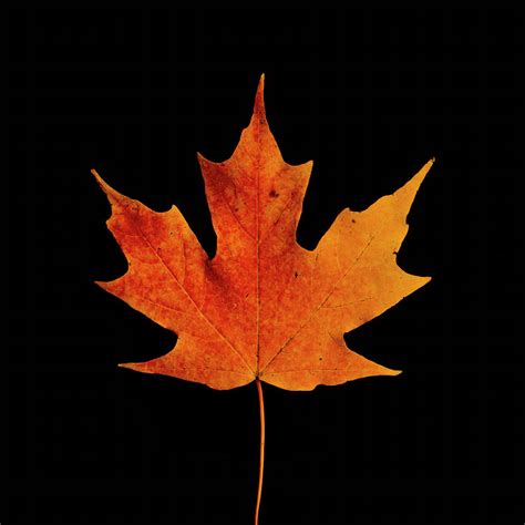 Sugar Maple Leaf 4 Photograph by Bj S - Pixels