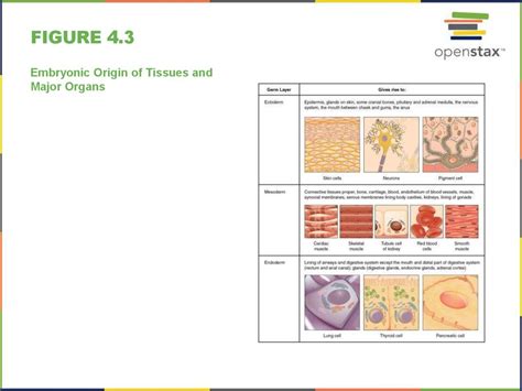 Anatomy & physiology. The tissue level of organization - презентация онлайн