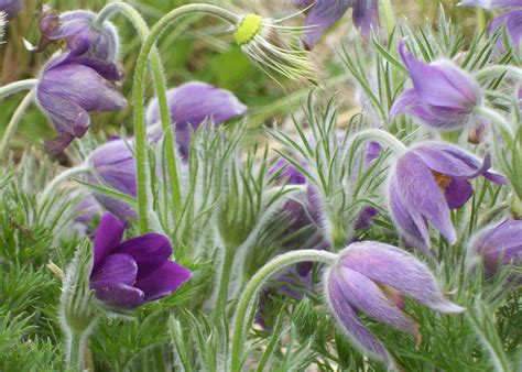 Pasque Flowers by Penny A. Parrish – Fredericksburg Center for the ...