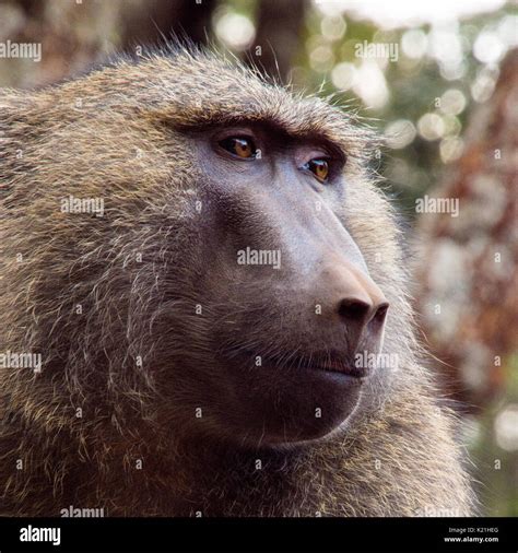 Baboon face hi-res stock photography and images - Alamy