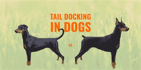 Tail Docking in Dogs – Guide, Safety, Ethics & FAQ