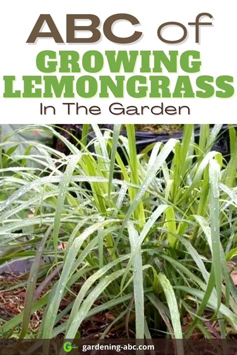 Lemongrass-growing-tips - Gardening ABC