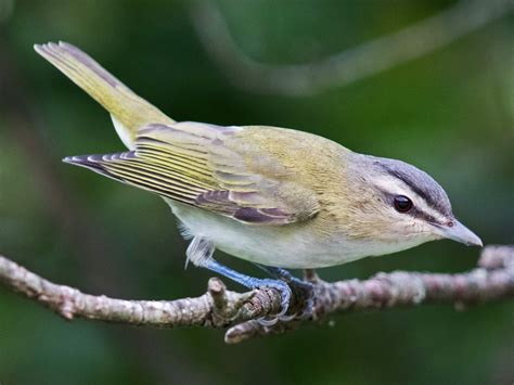 Red-eyed Vireo - eBird