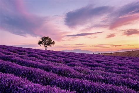 Lavender Field Wallpaper