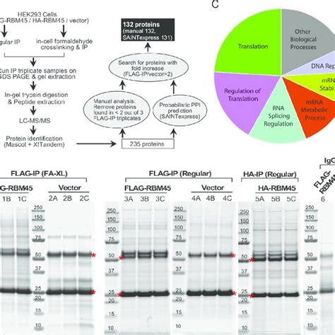 Identification of RBM45 interacting proteins. (A) Diagram of the... | Download Scientific Diagram