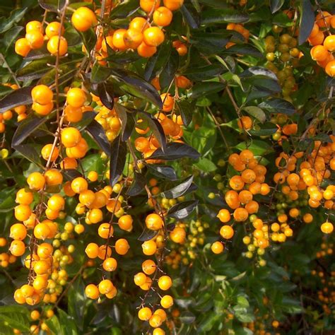 Golden Dewdrop Seeds (Duranta erecta) - Price €1.95