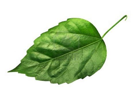 Single Leaf Logo - ClipArt Best