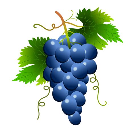 Grapes Vine Vineyard · Free image on Pixabay