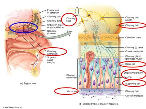 PPT - Discoveries of odorant receptors and the organization of the olfactory system PowerPoint ...