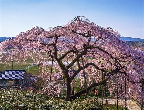 Weeping Cherry Tree Guide: How to Grow & Care For Them