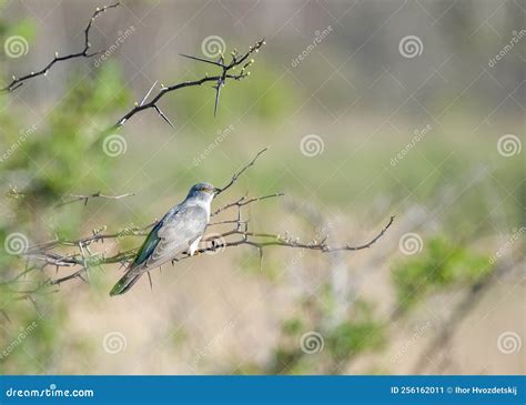 Common Cuckoo (Cuculus Canorus) in Its Natural Habitat in Spring. Stock Image - Image of canorus ...