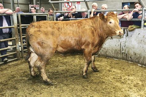 Cull cow prices up 28p/kg on last year - Premium