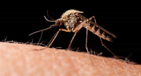 Know Your Mosquitoes | TheHealthSite.com