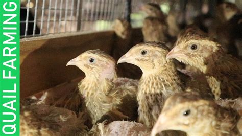 QUAIL FARMING🐦🐦-How to manage a QUAIL FARM - YouTube