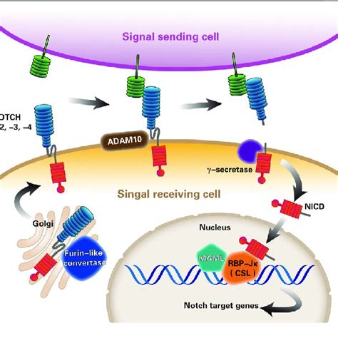 Major Notch signaling inhibitors in NAFLD | Download Scientific Diagram