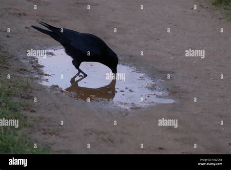 crow drinking water in puddle Stock Photo - Alamy