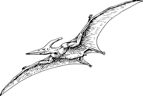 Collection of Pterodactyl clipart | Free download best Pterodactyl clipart on ClipArtMag.com