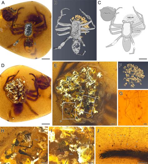 'Spider mom' from 99 million years ago found beautifully preserved with egg sac in amber