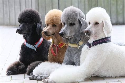 Standard Poodle | Standard Poodle Puppies | Awesome Paws