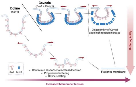 Cells | Free Full-Text | Caveolae Mechanotransduction at the Interface ...