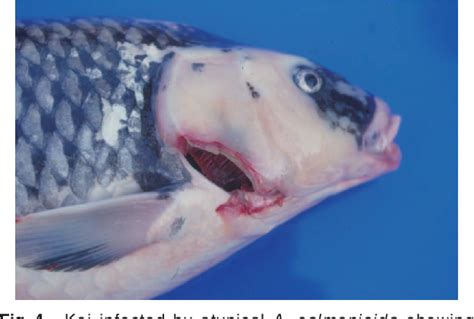 Typical and Atypical Aeromonas salmonicida Infections in Fish ...