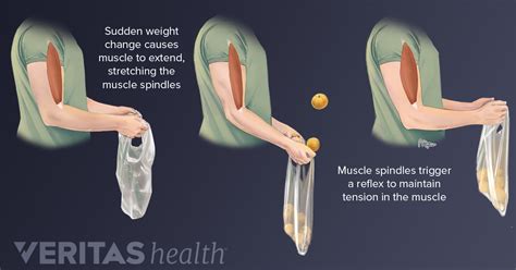 Proprioception: Making Sense of Body Position