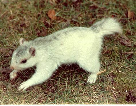 White Squirrel Gallery - White Squirrel Institute