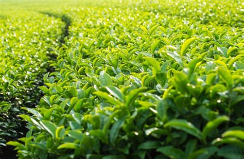 Landscape of Green Tea Plantation,Leaves Background Texture Stock Image - Image of herbal, green ...