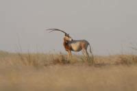 Scimitar-horned oryx return to the Sahara nearly two decades after going extinct in the wild