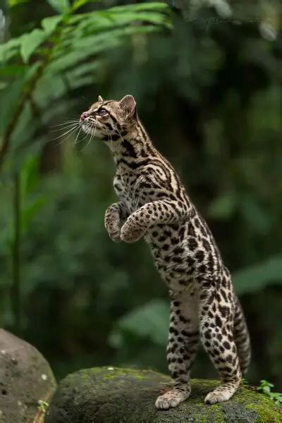 Margay - Facts, Diet, Habitat & Pictures on Animalia.bio