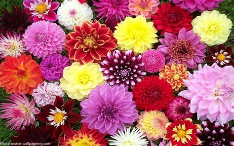 Interesting facts about dahlias | Just Fun Facts