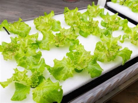 Hydroponic Lettuce Raft System - FREE Plans