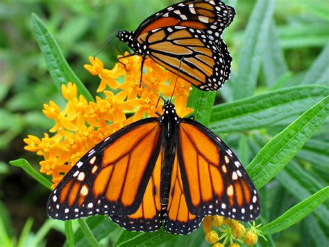 pulgón: fotos de mariposas