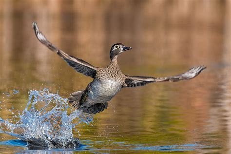 Wood Ducks in Flight - Ed Erkes Nature Photography