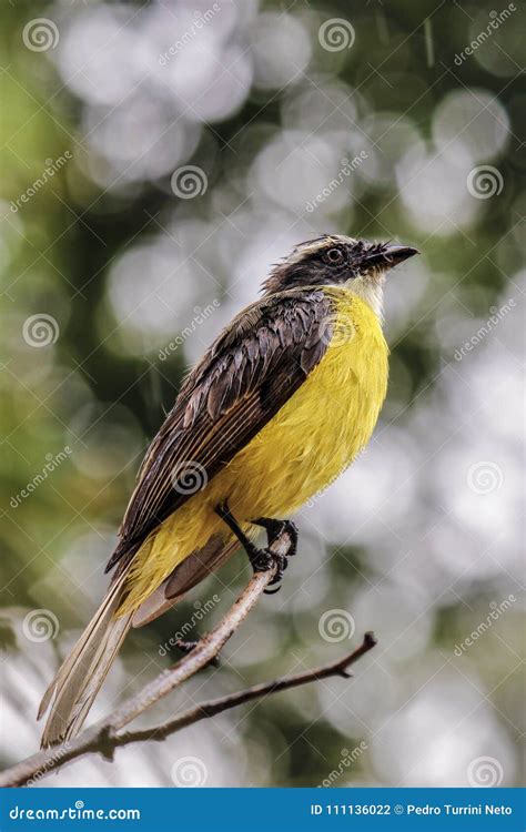 Great Kiskadee on Branch Lovely Detail Photo - Pitangus Sulphuratus ...