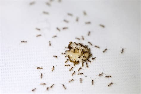 How to Keep Ants Out of Your House | Knockout Pest Control