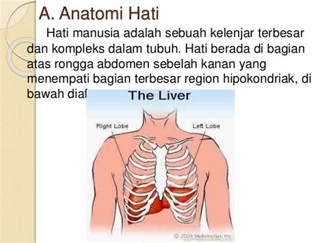 Anatomi fisiologi sistem pencernaan (hati)