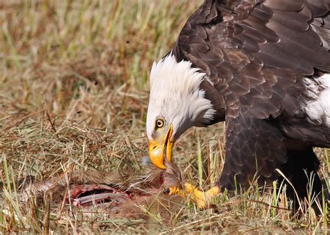 Bald Eagle Feeding | September 2009 This is the last of a se… | Flickr