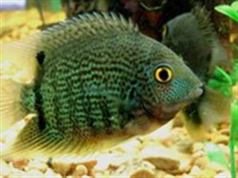 Green Cichlid – Terror, Texas, Ruby, Severum, African, Guapote, Care, Food, Breeding, Tank Mates ...