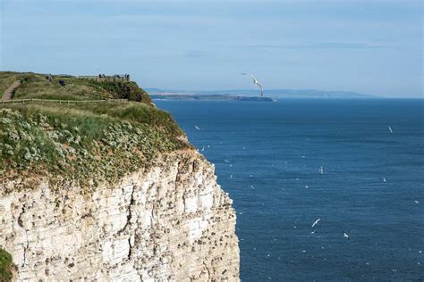 Jan 2024 talk (on Zoom): All Seasons in One Bay (Bempton Cliffs ...