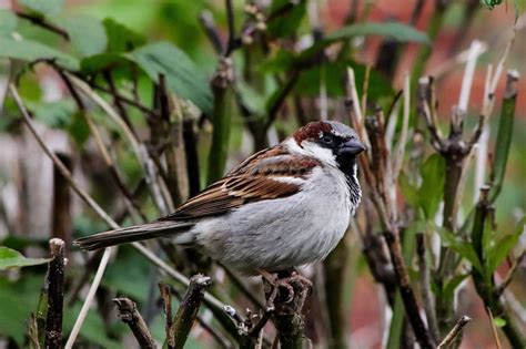 House Sparrow - food, nesting, distribution and other facts - Garden Birds