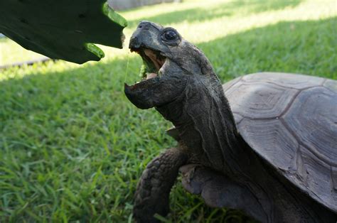 Mountain Tortoises - Manouria emys emys and phayrei