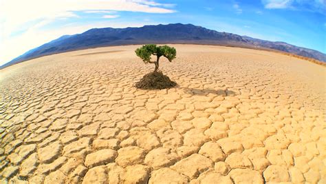 Concept Climate Change Shot Of Green Tree Growing In Barren Desert Landscape In Wide-angle Stock ...